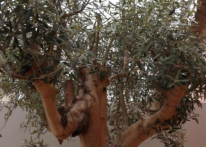 Casa Do Avo Gil Seixo (Coimbra)